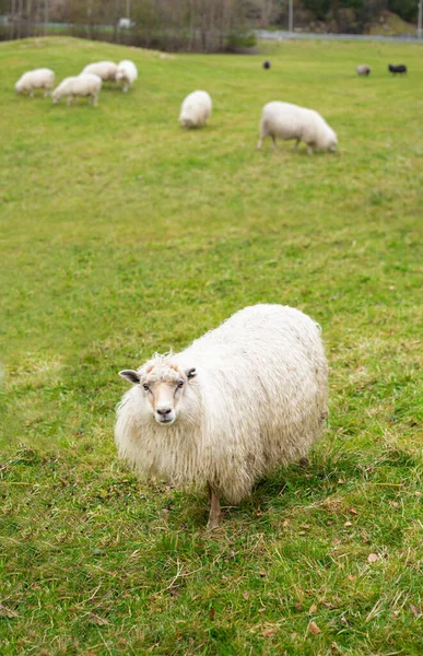 一群羊在田里吃草 — 图库照片