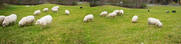 Flock Får Betar Fältet — Stockfoto