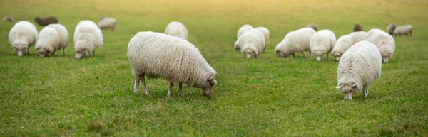 Ένα Κοπάδι Πρόβατα Βόσκησης Στο Χωράφι — Φωτογραφία Αρχείου