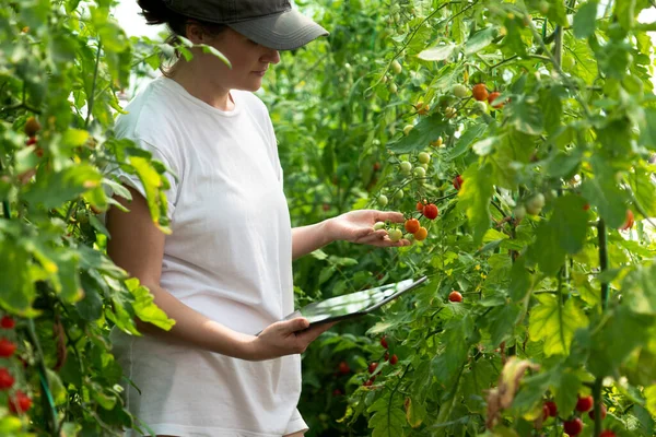 Mujer Agricultora Con Tableta Digital Invernadero Tomates Cherry Granja Ecológica — Foto de Stock