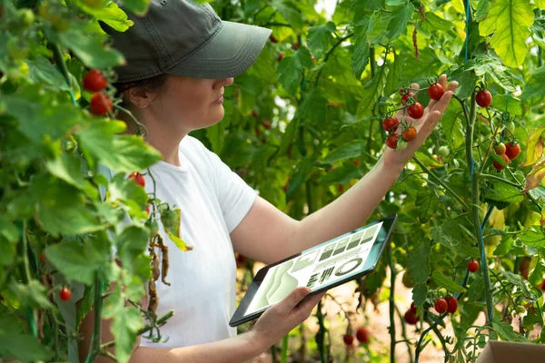 Mujer Agricultora Con Tableta Digital Invernadero Tomates Cherry Granja Ecológica — Foto de Stock