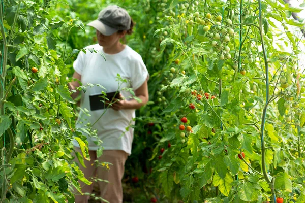 Mujer Agricultora Con Tableta Digital Invernadero Tomates Cherry Granja Ecológica — Foto de Stock