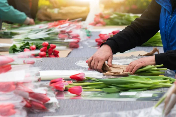 Floristas Invernadero Recogen Ramos Tulipanes Para Entrega —  Fotos de Stock