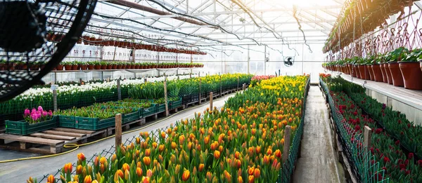 Invernaderos Para Cultivar Tulipanes Industria Floricultura —  Fotos de Stock