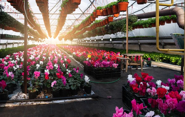 Invernaderos Para Cultivar Flores Industria Floricultura —  Fotos de Stock