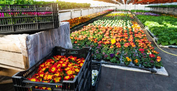 Invernaderos Para Cultivar Flores Industria Floricultura —  Fotos de Stock