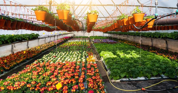 Invernaderos Para Cultivar Flores Industria Floricultura —  Fotos de Stock