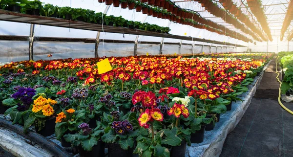 Invernaderos Para Cultivar Flores Industria Floricultura —  Fotos de Stock