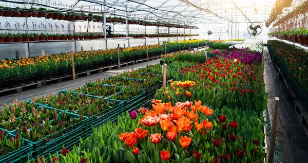 Invernaderos Para Cultivar Tulipanes Industria Floricultura —  Fotos de Stock