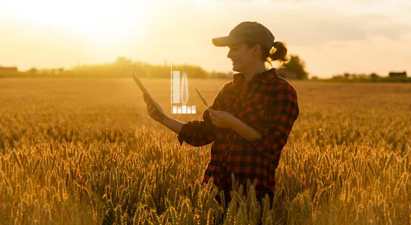 Mujer agricultora con tableta digital sostiene una espiga de trigo —  Fotos de Stock