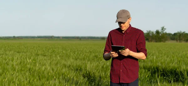 Farmer with digital tablet on a rye field. Smart farming and digital transformation in agriculture.