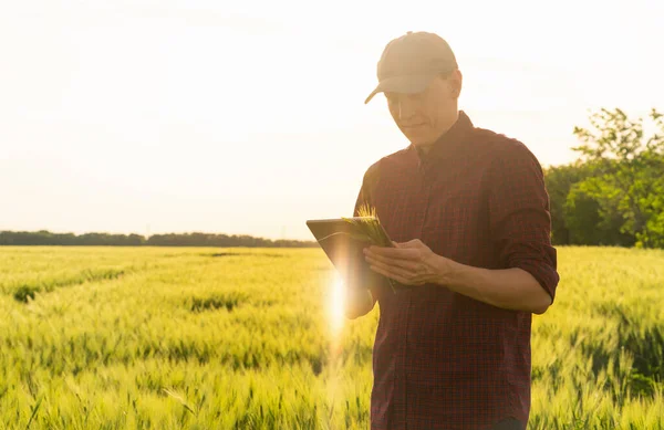 Fermier Avec Tablette Numérique Sur Champ Seigle Agriculture Intelligente Transformation — Photo