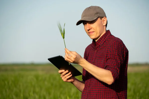 Fermier Avec Tablette Numérique Sur Champ Seigle Agriculture Intelligente Transformation — Photo