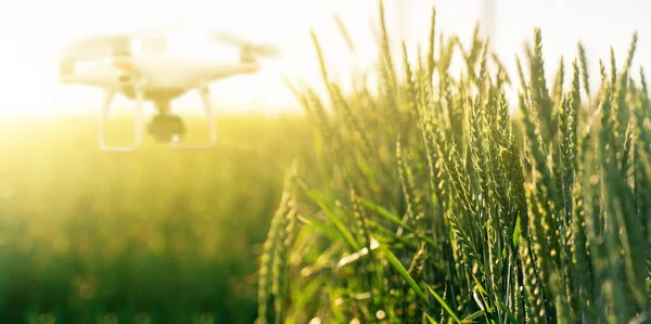 Weizenohren Aus Nächster Nähe Hintergrund Eine Unscharfe Drohne Smart Farming — Stockfoto