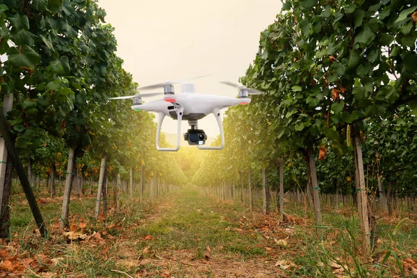 Drone Agricolo Vola Sopra Vigna Agricoltura Intelligente Concetto Agricoltura Precisione — Foto Stock