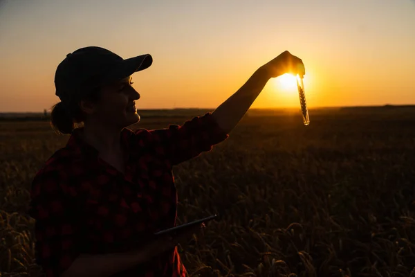 Woman Farmer Digital Tablet Holds Ear Wheat Test Tube Her — Zdjęcie stockowe