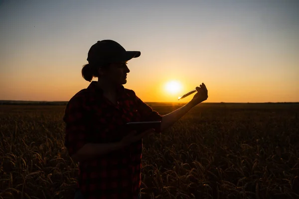 Woman Farmer Digital Tablet Holds Ear Wheat Test Tube Her — Zdjęcie stockowe