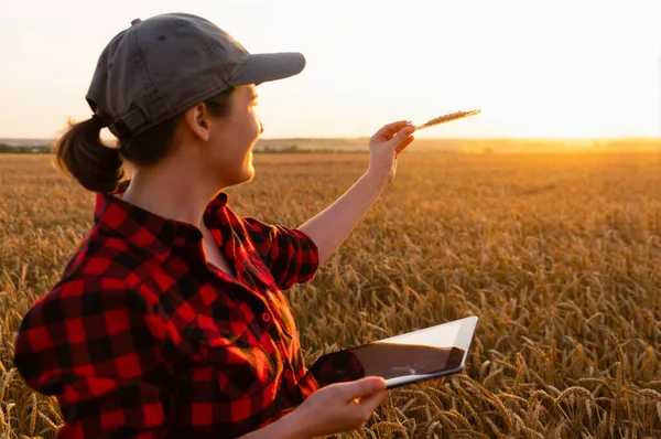 Une agricultrice avec une tablette numérique tient une oreille de blé dans une éprouvette — Photo