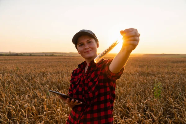 Una agricultora con una tableta digital sostiene una espiga de trigo en un tubo de ensayo —  Fotos de Stock