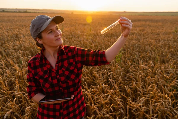 Una contadina con una tavoletta digitale tiene una spiga di grano in una provetta — Foto Stock
