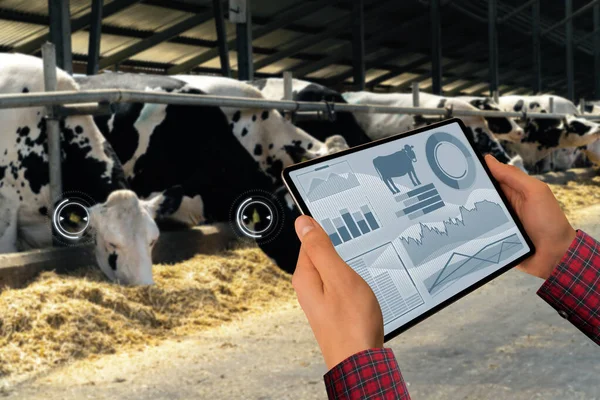 Farmer with tablet computer inspects cows at a dairy farm. Herd management concept.