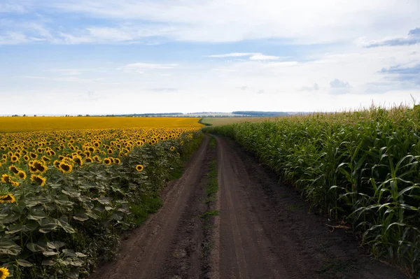 Straße Zwischen Sonnenblumen Und Maisfeldern — Stockfoto