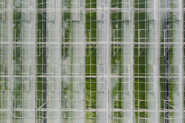 野菜を栽培するための工業用農業温室 空中風景 — ストック写真