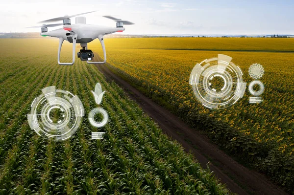 Drohne Fliegt Über Sonnenblumen Und Maisfelder Und Analysiert Die Reife — Stockfoto
