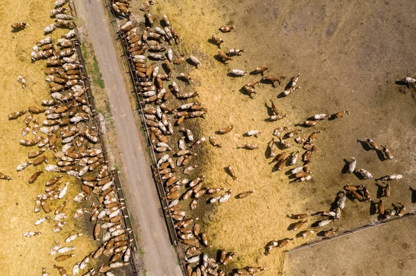 Flock Kor Mjölkgård Flygbild — Stockfoto