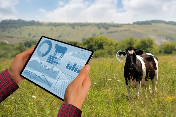 Landwirt mit Tablet-Computer kontrolliert Kühe auf Milchviehbetrieb — Stockfoto