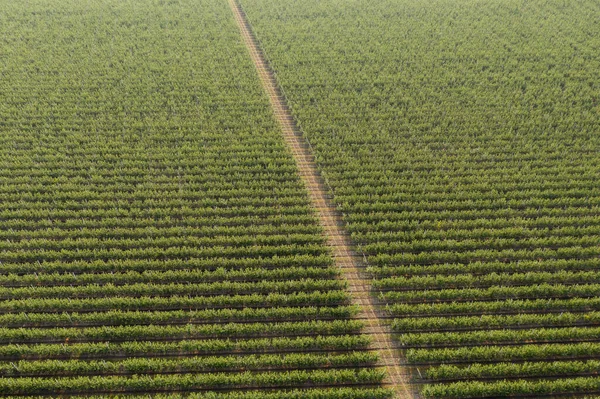 Vista aerea del meleto — Foto Stock