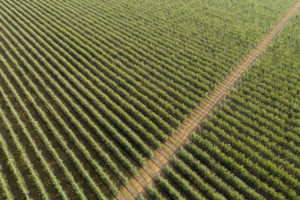 Vista aérea del huerto de manzanas — Foto de Stock