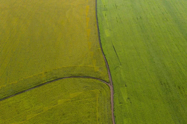 Campos de girasol y maíz — Foto de Stock