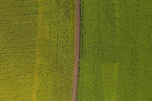 Sonnenblumen- und Maisfelder — Stockfoto