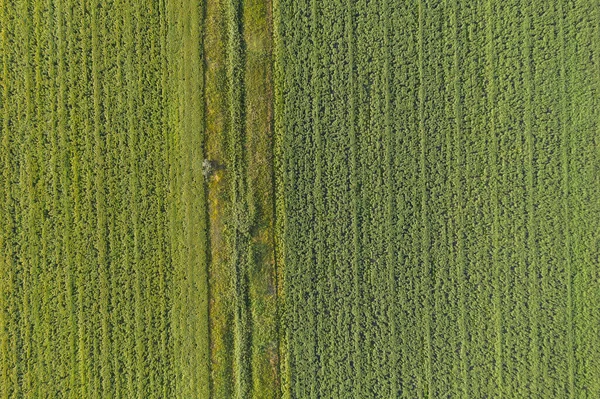 Vista aerea del terreno agricolo — Foto Stock