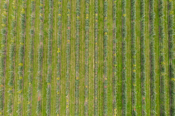 Vista Aérea Finca Con Huerto Manzanas — Foto de Stock