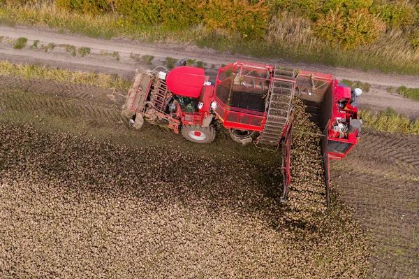 Combine harvester harvests sugar beet — Stock Photo, Image