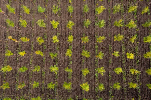 Veduta aerea di file di alberi in un vivaio — Foto Stock