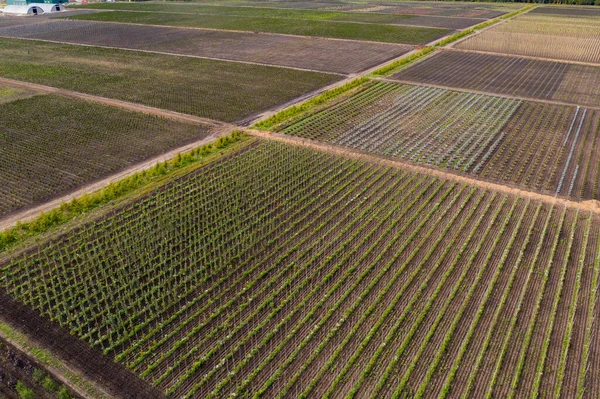 Veduta aerea di file di alberi in un vivaio — Foto Stock