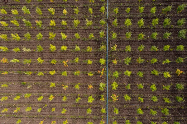 Flygfoto av rader av träd i ett träd plantskola — Stockfoto