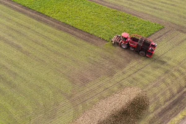 Combine Harvester Harvests Sugar Beet Field Aerial View — Stock Photo, Image