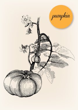 Balkabağı. Elle çizilmiş şekil. Vektör çizim