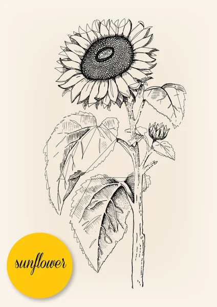 Zonnebloem. De hand getekende illustratie. Vector tekening — Stockvector