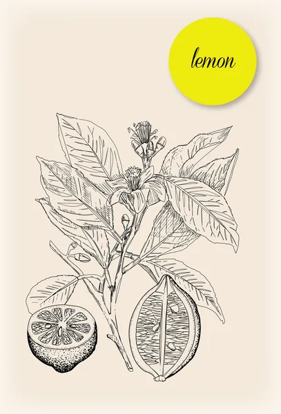 Limon. Elle çizilmiş şekil. Vektör çizim