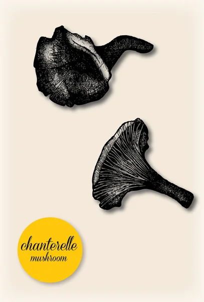Chantarelle mantar. Elle çizilmiş vektör çizim