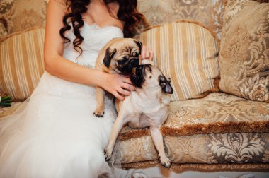 Pug bir kanepede kameraya bakarak .