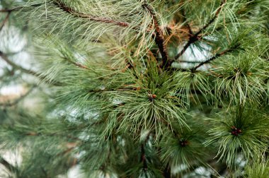 Bir çam dalı görünümünü kapat
