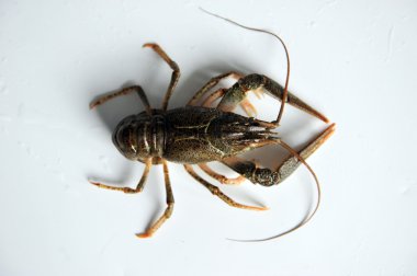 Beyaz arkaplanda kerevit. 