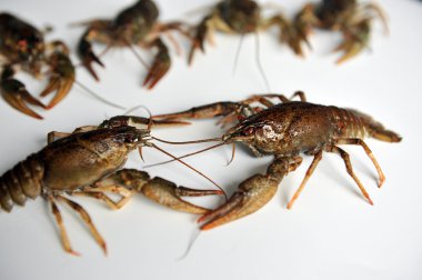 Diğer yanında iki kerevit çatışma