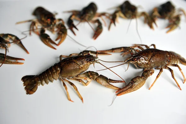 Diğer yanında iki kerevit çatışma